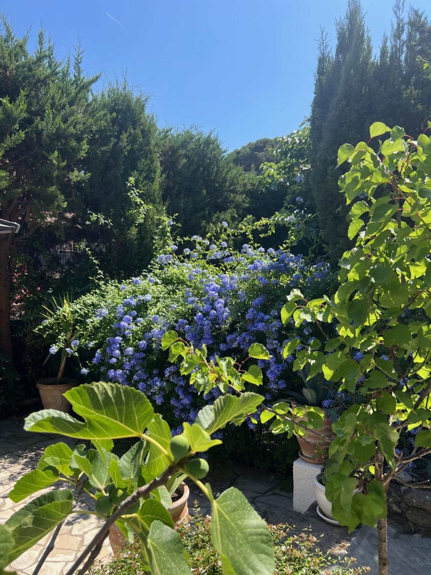 Superbe Appartement Avec Terrasse Jardin Et Parking Prive Saint-Tropez Eksteriør billede